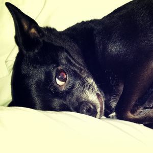 Meet your Posher, Clint